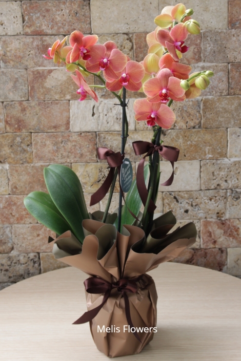Turuncu Taba Renkli Orkide